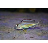 X2 Kigoma Callochromis Pleurospilus Cichlid Sm/Md 1" - 2" Each Freshwater Fish-Freshwater Fish Package-www.YourFishStore.com