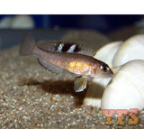 X2 Lamprologus Speciosus Cichlid Freshwater Sml/Med 1" - 2"-Freshwater Fish Package-www.YourFishStore.com