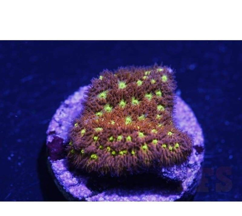X2 Leptastrea Green Eye - Frag Coral Lps - Includes Free Mystery Frag