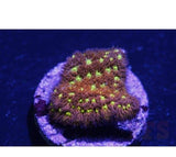 X2 Leptastrea Green Eye - Frag Coral Lps - Includes Free Mystery Frag-frag packages-www.YourFishStore.com