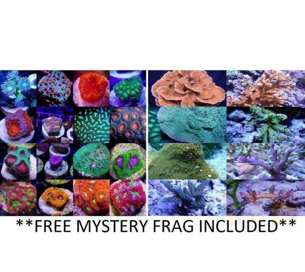 X2 Leptastrea Orange Eye Frag Coral Lps - Includes Free Mystery Frag