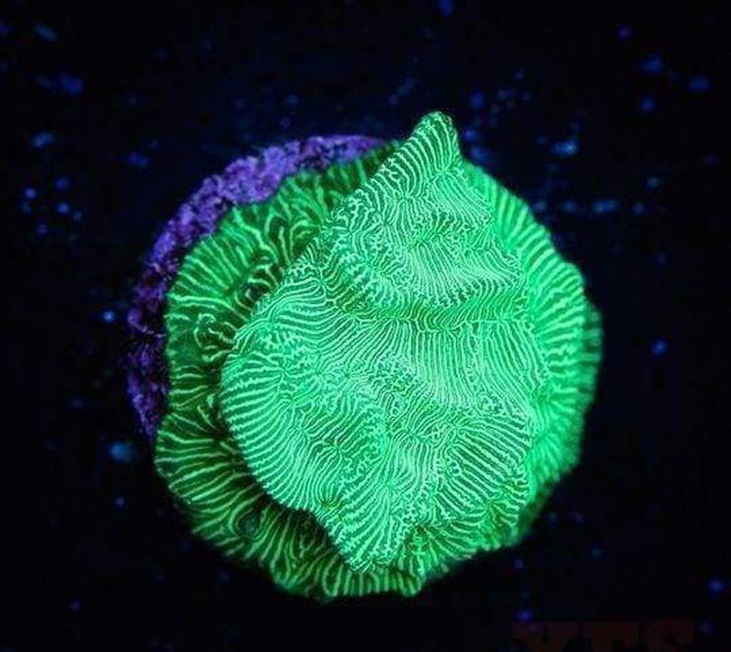 X2 Leptoseris Metallic Gr Frag Coral Lps - Includes Free Mystery Frag
