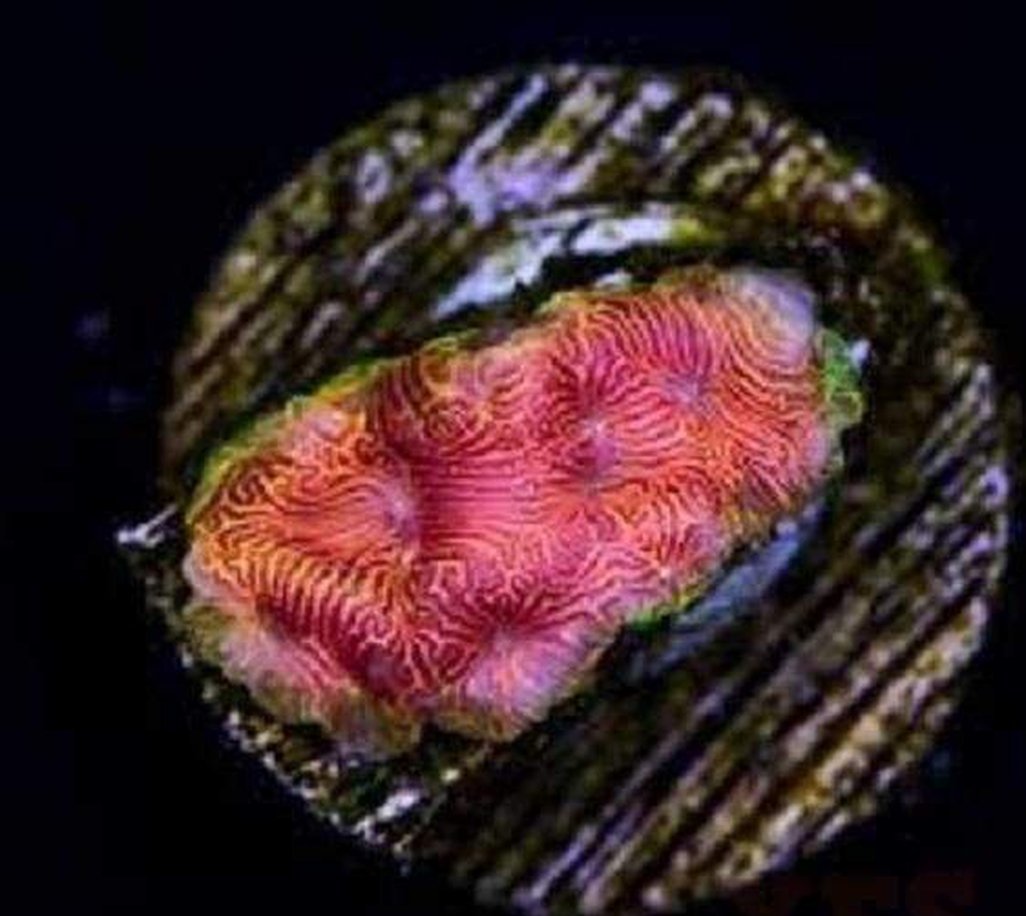X2 Leptoseris Sunkiss - Frag Coral Lps - Includes Free Mystery Frag-frag packages-www.YourFishStore.com
