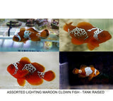 X2 Lighting Maroon Clown Fish Package - Premnas Biaculeatus-marine fish packages-www.YourFishStore.com