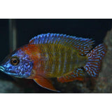 X2 Mandarina Peacock Cichlid - Large 4" - 6" - Freshwater - Free Ship-Freshwater Fish Package-www.YourFishStore.com