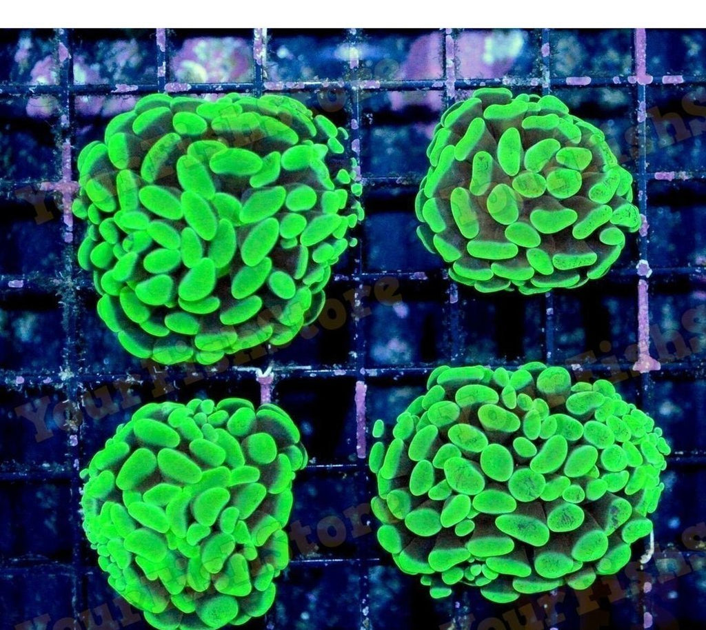 X2 Metallic Assorted Hammer Coral Frags - Euphyllia Ancora