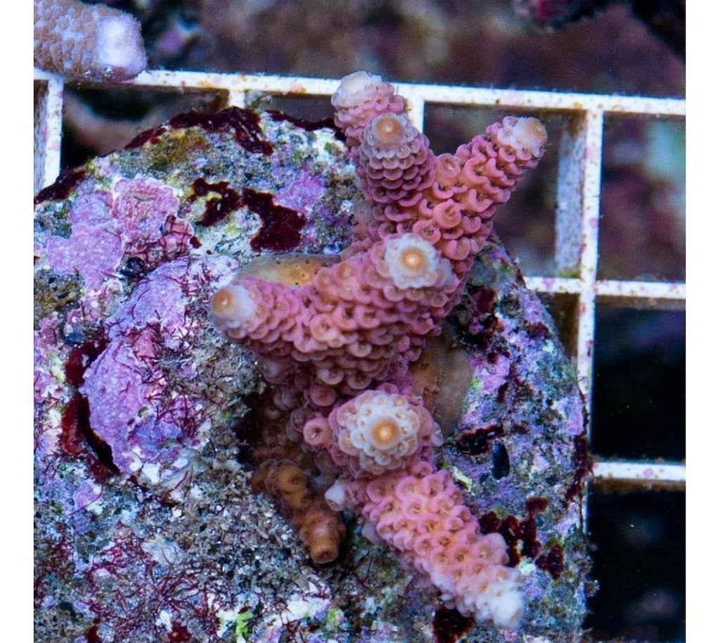 X2 Millepora Pink 1"-2" - Frag Coral Sps - Includes Free Mystery Frag