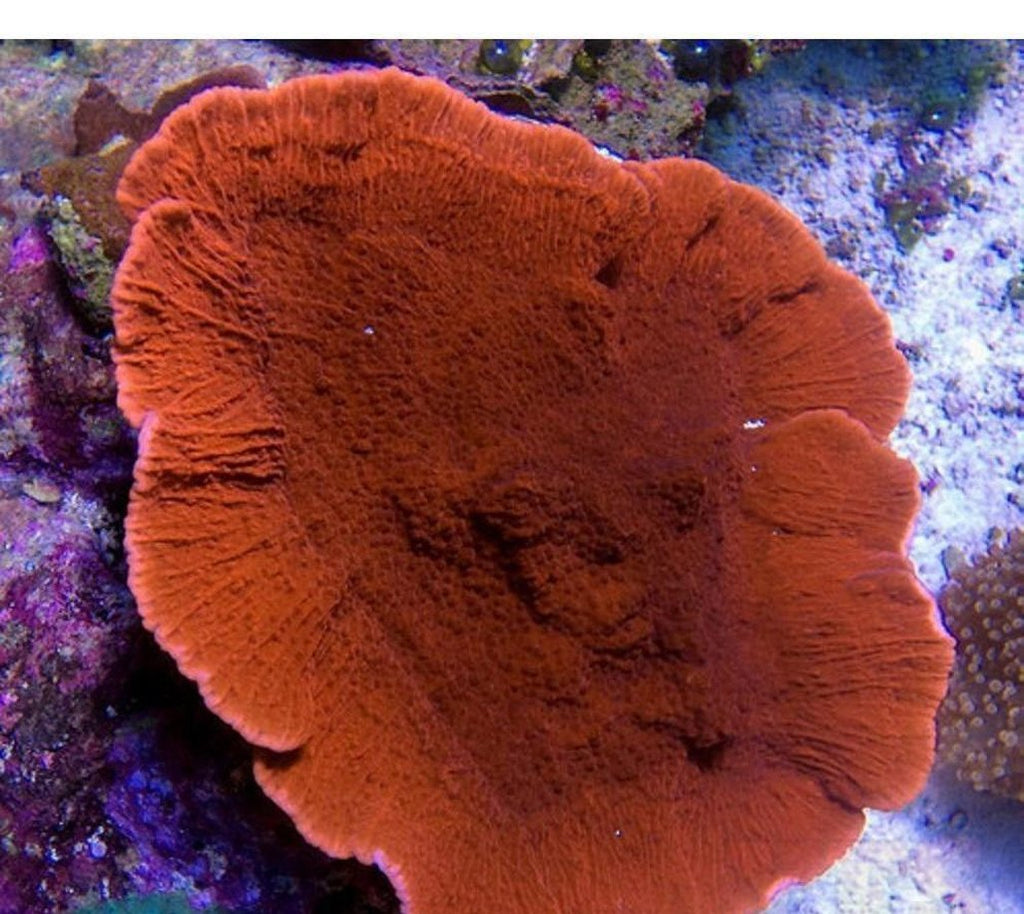 X2 Monti Cap Orange - Frag Coral Sps - Includes Free Mystery Frag