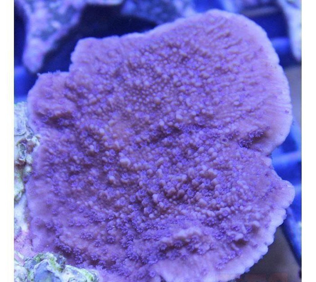 X2 Monti Cap Purple - Frag Coral Sps - Includes Free Mystery Frag