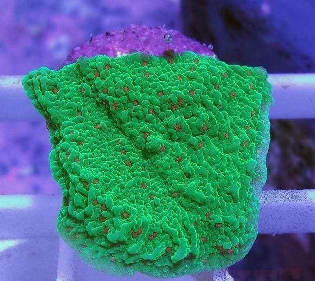 X2 Monti Encrusting Green - Frag Coral Sps +Free Mystery Frag