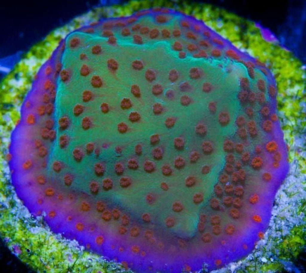 X2 Monti Jedi Mind Trick Frag Coral Sps - Includes Free Mystery Frag