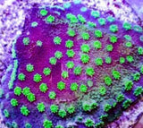 X2 Monti Nightfall - Frag Coral Sps - Includes Free Mystery Frag-frag packages-www.YourFishStore.com