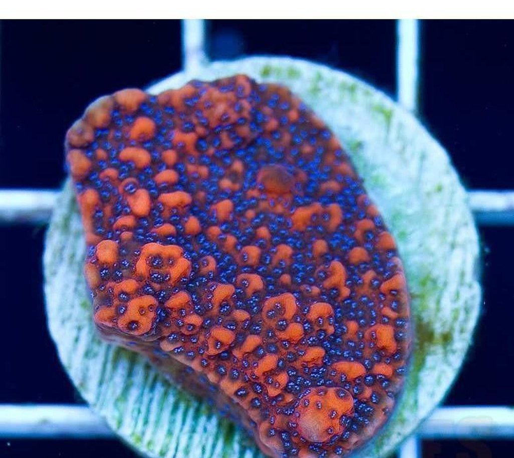 X2 Monti Reverse Superman Frag Coral Sps - Includes Free Mystery Frag-frag packages-www.YourFishStore.com