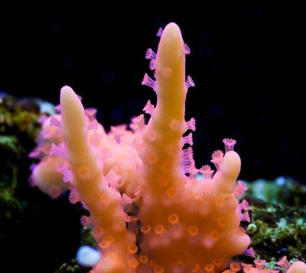 X2 Monti Setosa - Frag Coral Sps - Includes Free Mystery Frag-frag packages-www.YourFishStore.com