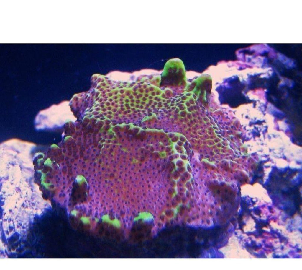 X2 Monti Spongodes - Frag Coral Sps - Includes Free Mystery Frag
