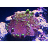 X2 Monti Spongodes - Frag Coral Sps - Includes Free Mystery Frag-frag packages-www.YourFishStore.com