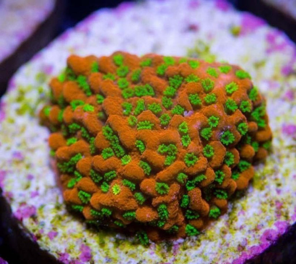 X2 Monti Sunset - Frag Coral Sps - Includes Free Mystery Frag