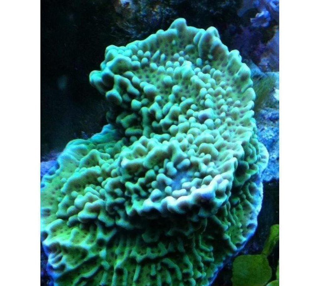 X2 Montipora Danie - Frag Coral Sps - Includes Free Mystery Frag-frag packages-www.YourFishStore.com