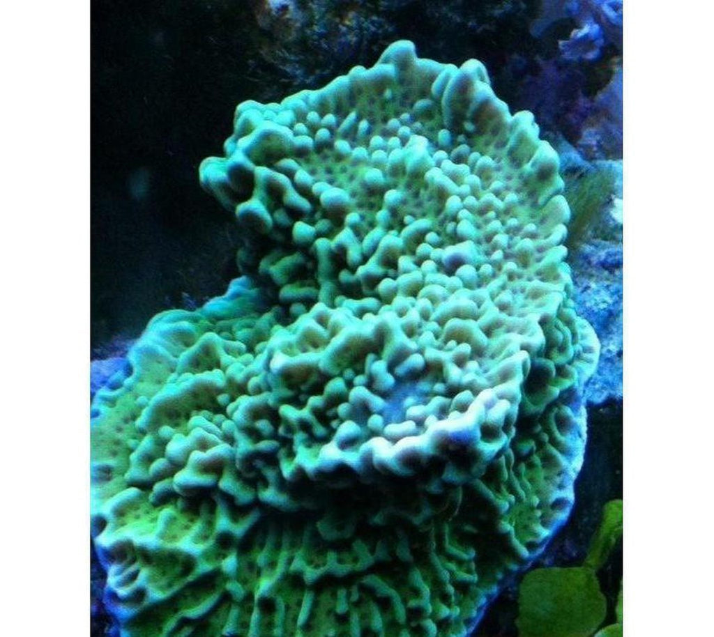 X2 Montipora Danie - Frag Coral Sps - Includes Free Mystery Frag