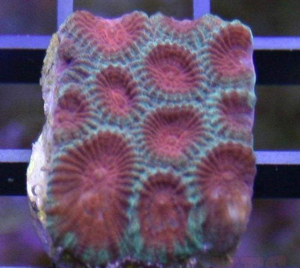 X2 Moonstone Coral Christmas - Frag Coral Lps - Includes Free Mystery Frag
