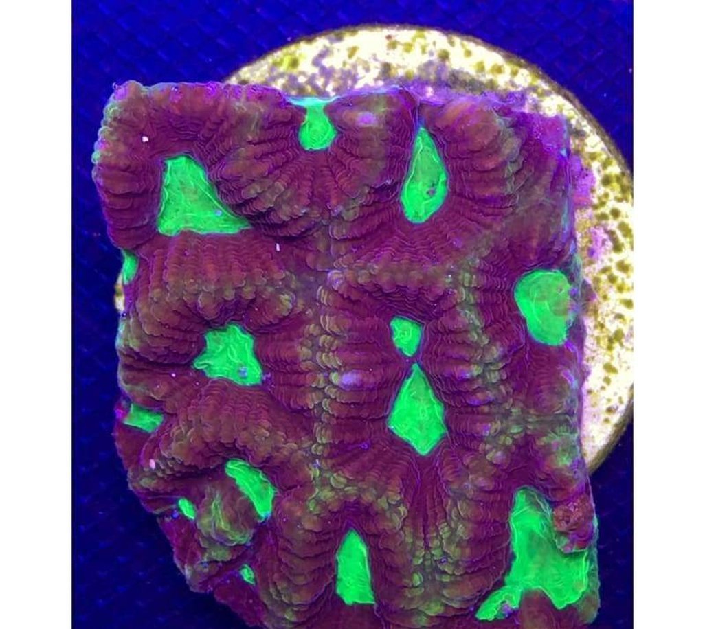 X2 Moonstone Coral Toxic Watermelon - Frag Lps - Includes Free Mystery Frag-frag packages-www.YourFishStore.com