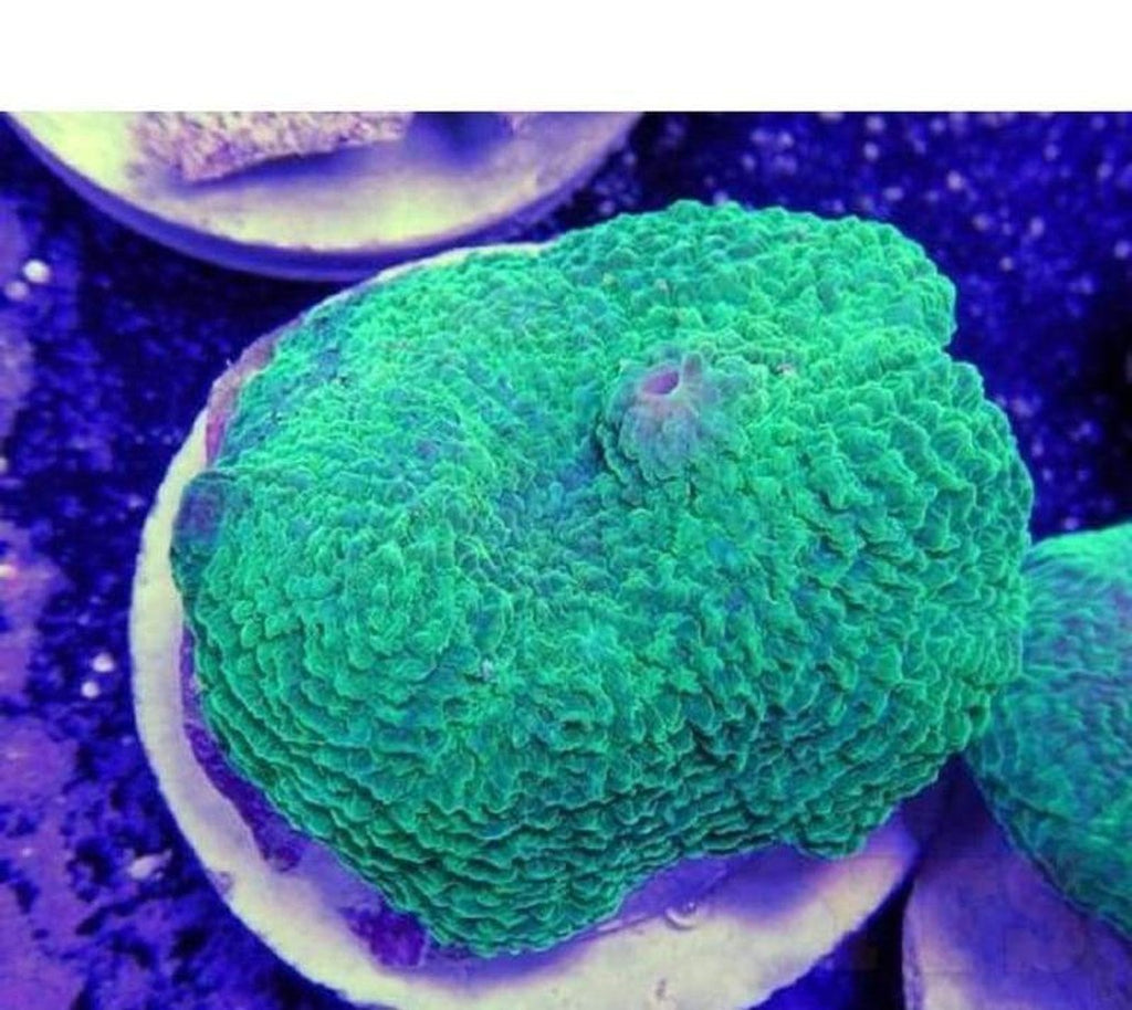 X2 Mushroom Elephant Ear Frag Coral Sps - Includes Free Mystery Frag