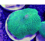 X2 Mushroom Elephant Ear Frag Coral Sps - Includes Free Mystery Frag-frag packages-www.YourFishStore.com