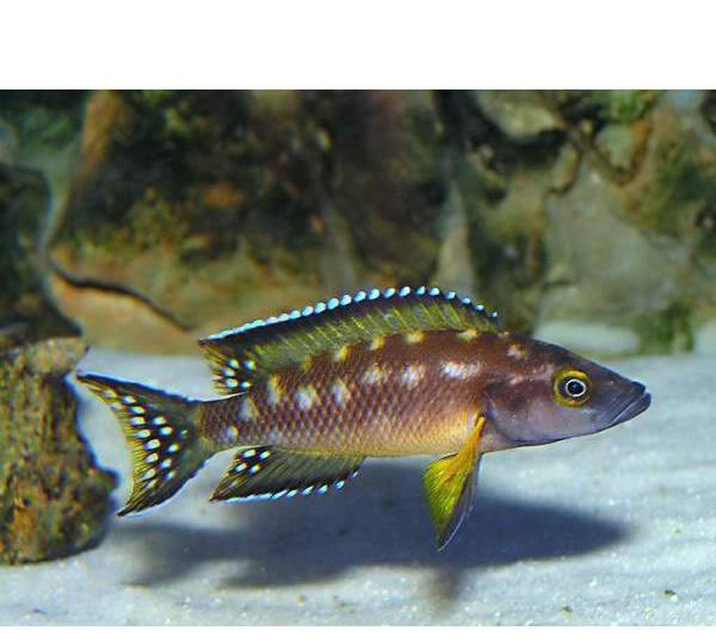X2 Neolamprologus Buescheri Cichlid Sm/Md Each Freshwater Fish