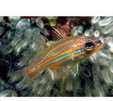 X2 Orange Stripe Cardinal Fish - Apogon Cyanosoma-marine fish packages-www.YourFishStore.com