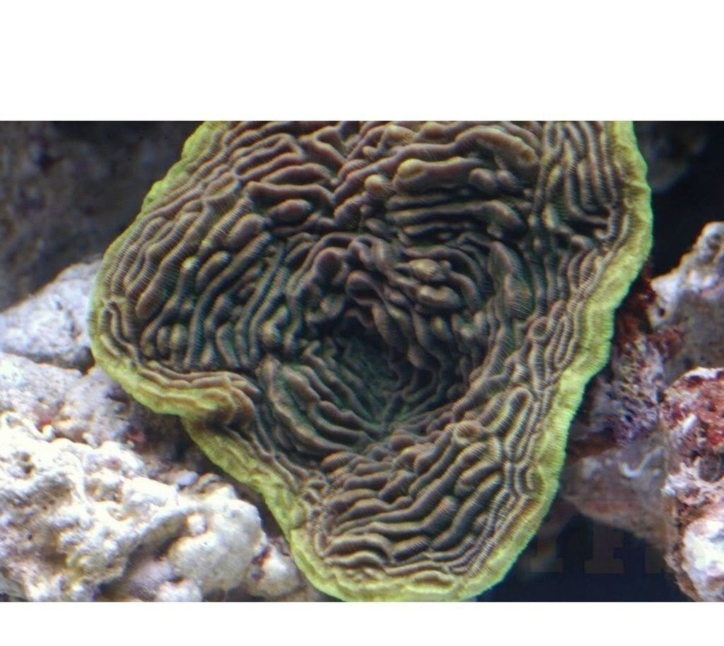 X2 Pachyseris Foliosa - Frag Coral Sps - Includes Free Mystery Frag