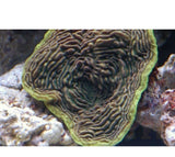 X2 Pachyseris Foliosa - Frag Coral Sps - Includes Free Mystery Frag-frag packages-www.YourFishStore.com