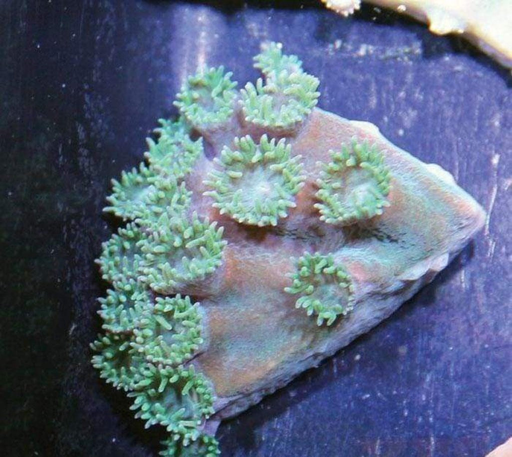 X2 Pagoda Stone - Frag Coral Lps - Includes Free Mystery Frag