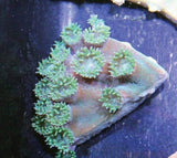 X2 Pagoda Stone - Frag Coral Lps - Includes Free Mystery Frag-frag packages-www.YourFishStore.com