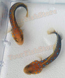 X2 (Pair) Blue Dot Jawfish Fish Med Live Colorful Saltwater Fish-marine fish packages-www.YourFishStore.com