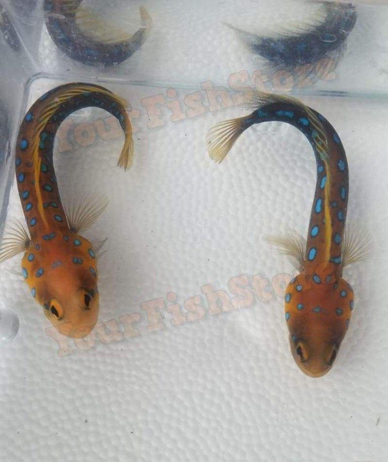 X2 (Pair) Blue Dot Jawfish Fish Med Live Colorful Saltwater Fish