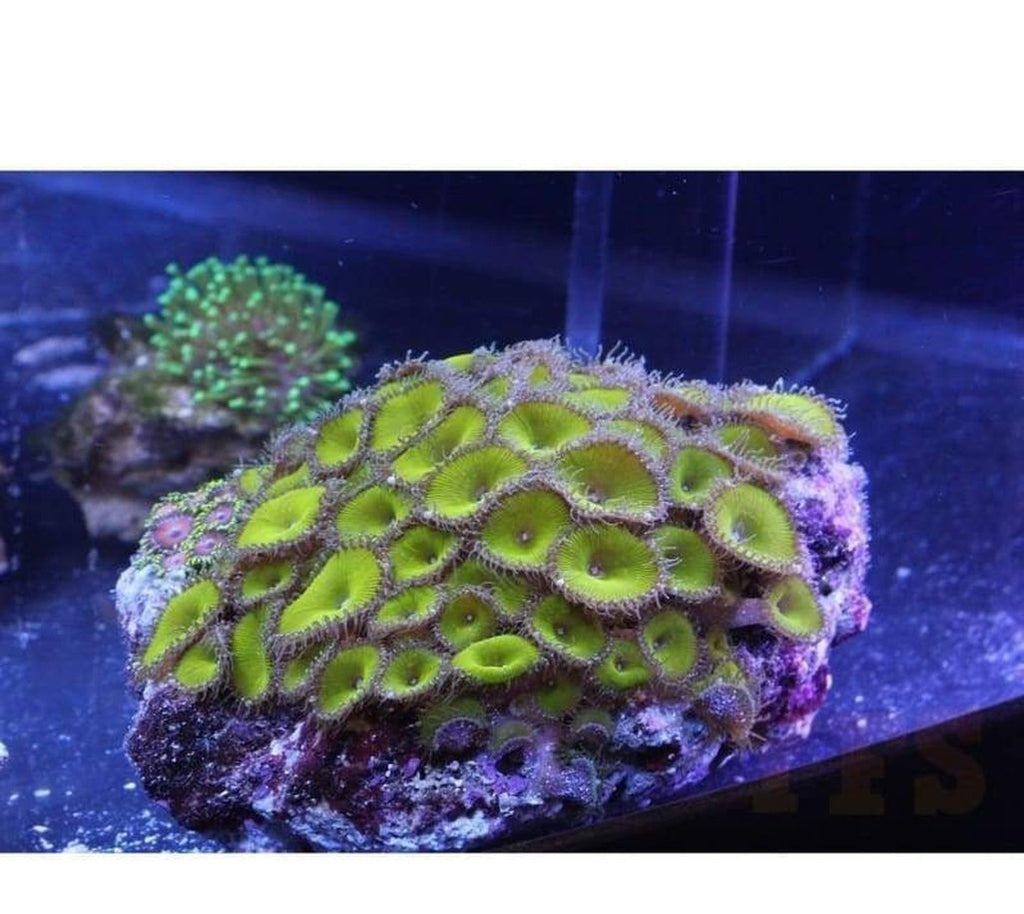 X2 Paly Nuclear Green - Frag Coral Lps - Includes Free Mystery Frag