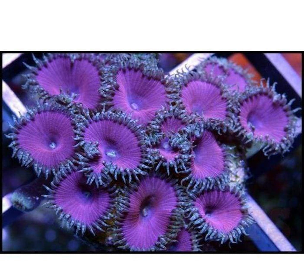 X2 Paly Purple Death - Frag Coral Lps - Includes Free Mystery Frag