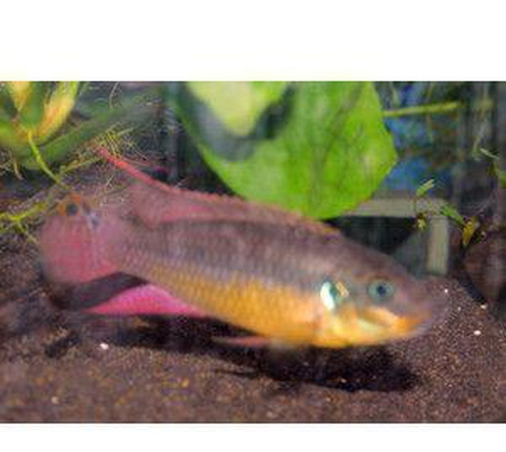 X2 Pelvicochromis Cichlid Taeniatus Bipindi Sm/Md Each Freshwater Fish