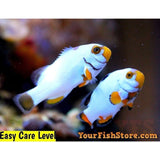 X2 Percula Platinum Clown Fish Pair Tr Med - Appox 1" - 1 1/2"-marine fish packages-www.YourFishStore.com
