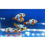 X2 Picasso Extreme Clown Fish - Tank Raised - Amphiprion Ocel.-marine fish packages-www.YourFishStore.com