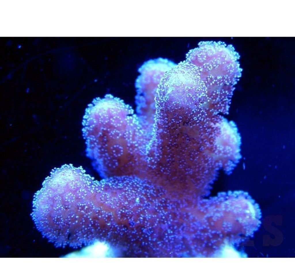 X2 Pocillopora, Pink 1-2" Frag Coral Sps - Includes Free Mystery Frag