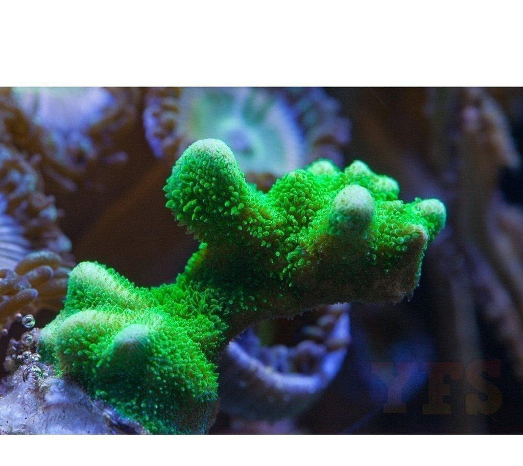 X2 Psammacora: Green - Frag Coral Sps - Includes Free Mystery Frag