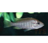 X2 Pundamilla Nyererei Cichlid South American Sml/Med 1"-2" Fresh Water-Freshwater Fish Package-www.YourFishStore.com