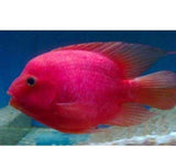 X2 Purple King Kong Parrot Cichlid Lrg - 3"-4" - Freshwater Fish-Freshwater Fish Package-www.YourFishStore.com