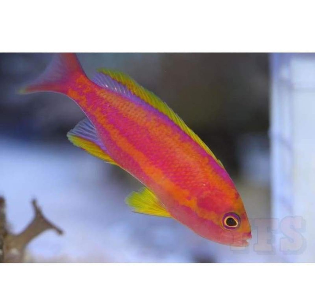 X2 Randall'S Anthias: Male - Pseudanth - Sml/Med - Fish Saltwater-marine fish packages-www.YourFishStore.com