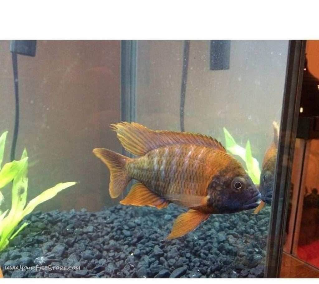 X2 Red Fire Queen Peacock Cichlids - Large 4" - 6" - Freshwater