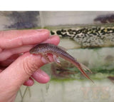 X2 Red Tailed Pleco Sml/Med 1"-2" Tank Cleaners!-Freshwater Fish Package-www.YourFishStore.com