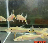 X2 Redtail Barracuda Package - South American Sml/Med 1"-2" Fresh Water-Freshwater Fish Package-www.YourFishStore.com