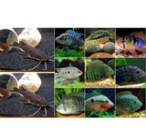 X2 Redtail / Tiger Shovelnose Hybrid Catfish Sml/Med 1"-2" | X10 Assorted South American Cichlids-Catfish - Neotropical-www.YourFishStore.com
