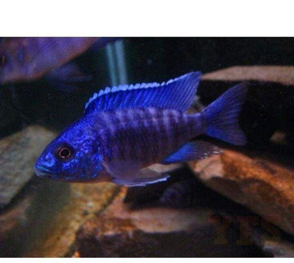 X2 Regal Peacock Cichlids - Large 4" - 6" - Freshwater Free Shipping